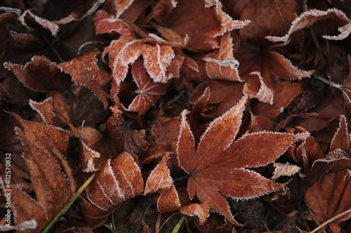 Texture background with brown frost frozen winter autumn fallen maple leaves 