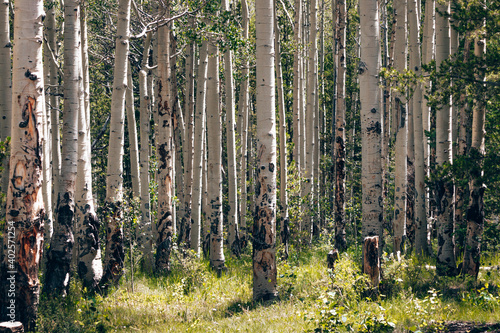 Colorado summer forest landscapes