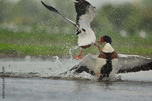 Ohar (Tadorna tadorna) Ohars fight during spring flights in the Warta Mouth National Park.