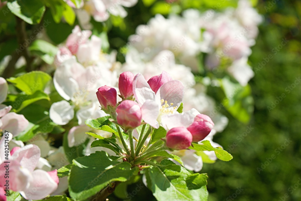 Fototapeta premium Close up of a white flower with pink petals on a sunny spring day