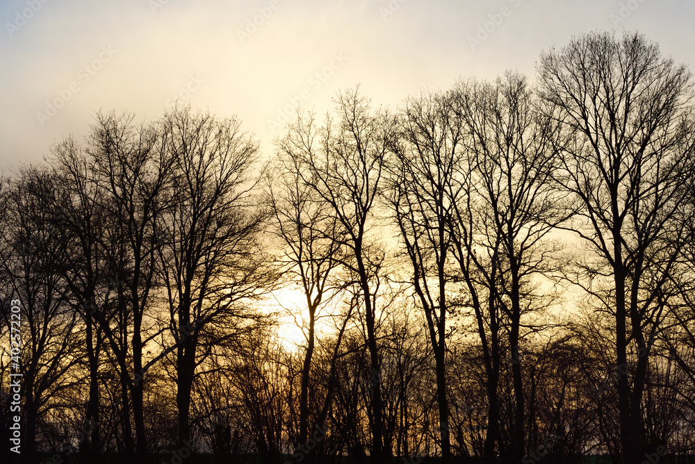 Bare trees at sunset