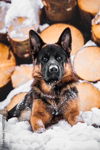 German Shepherd dog in front of chopped logs in winter scenery with snow