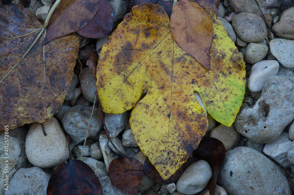 Background texture with autumnal leaves on the floor Background texture with autumnal leaves on the floor
