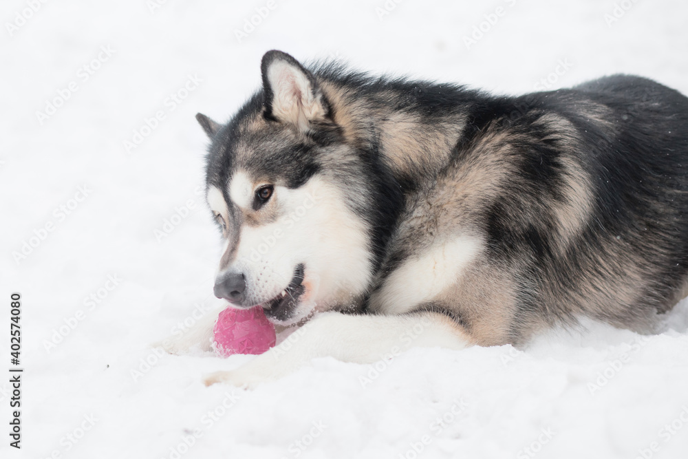 Young beautiful alaskan malamute lying and playing with violet ball. Dog winter.