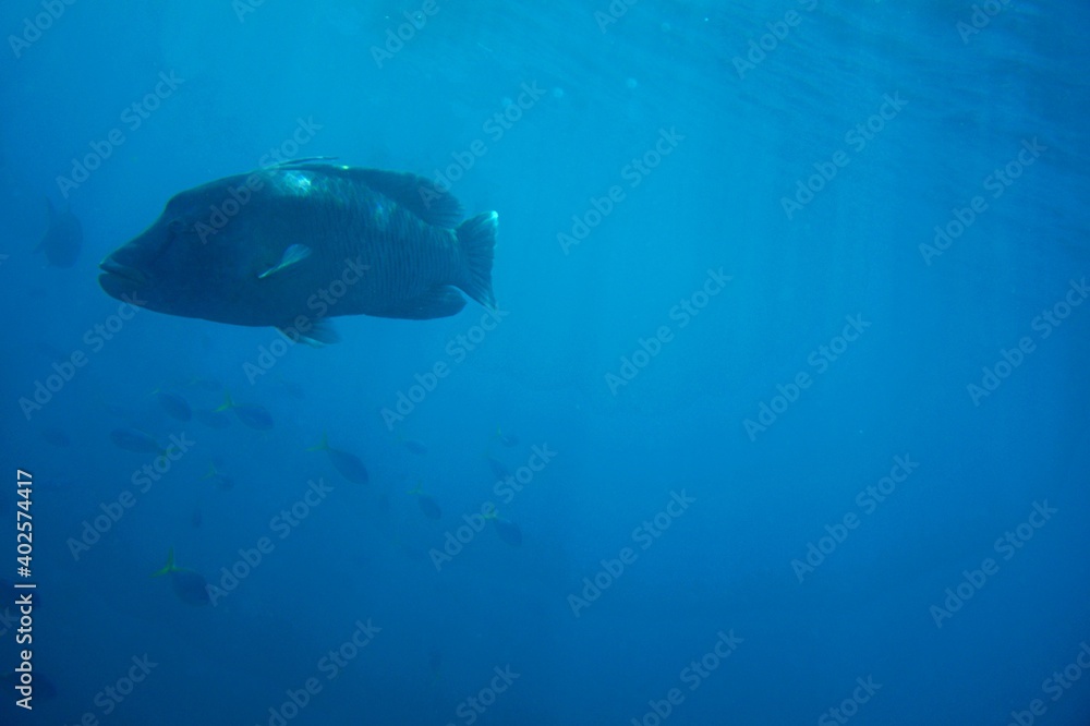 Obraz premium A large Humphead Wrasse in the blue waters of The Whitsunday Islands - Australia