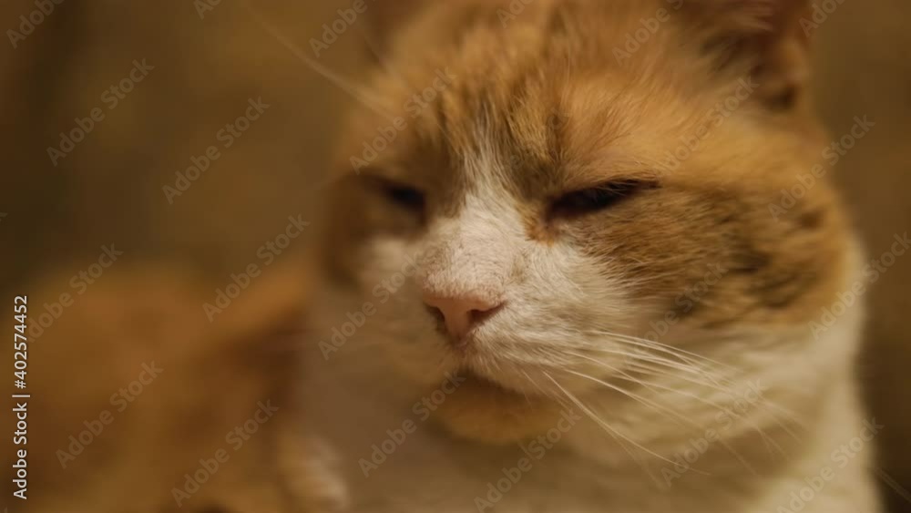 Close view of cute mature ginger cat with closed eyes feeling sleepy against blurry background Close view of cute mature ginger cat with closed eyes feeling sleepy against blurry background