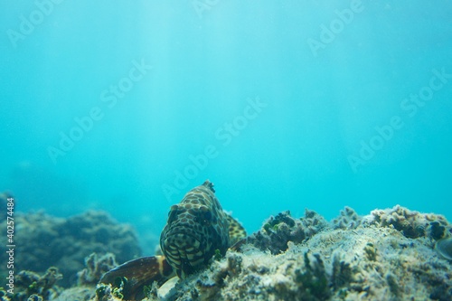 A tropical marine fish sitting on a rock - Great Barrier Reef