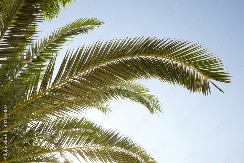 palm leaves and sky
