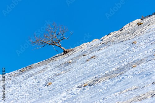 Arbre photo