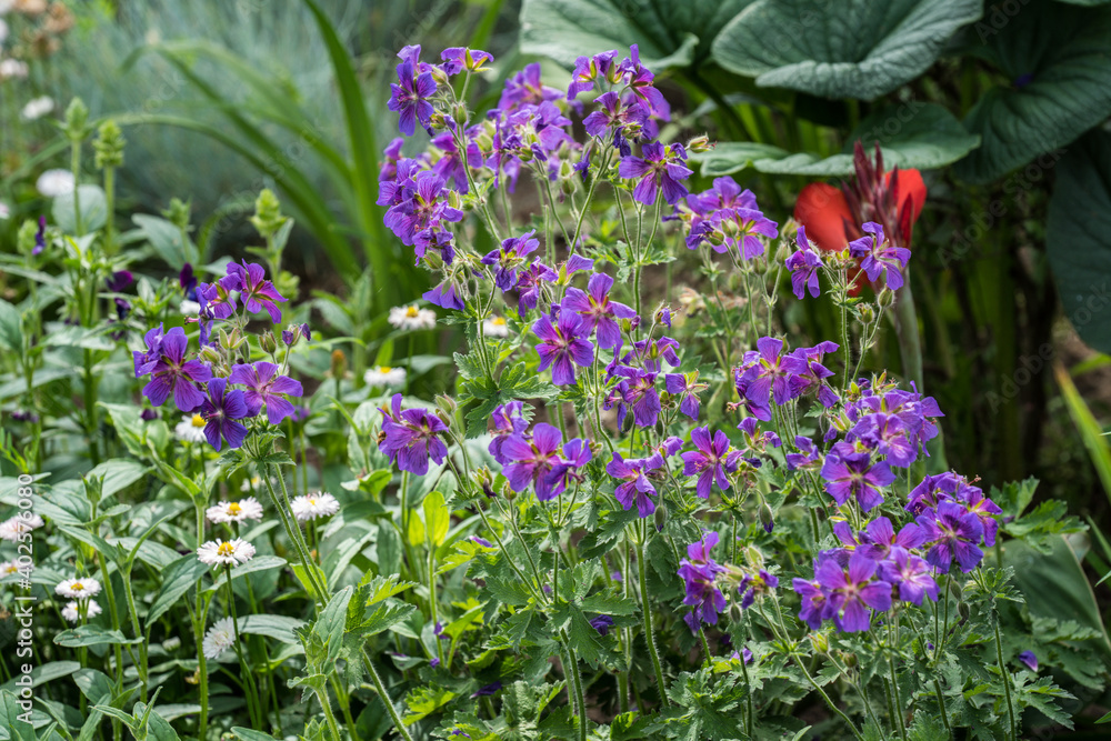 Obraz premium many geranium purple flowers in the garden bed