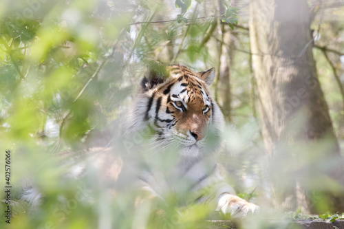 Tiger behind leafs 