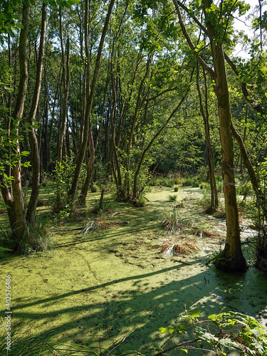 Trees standing in water full of duckweed  lemna minor  in a german swamp area