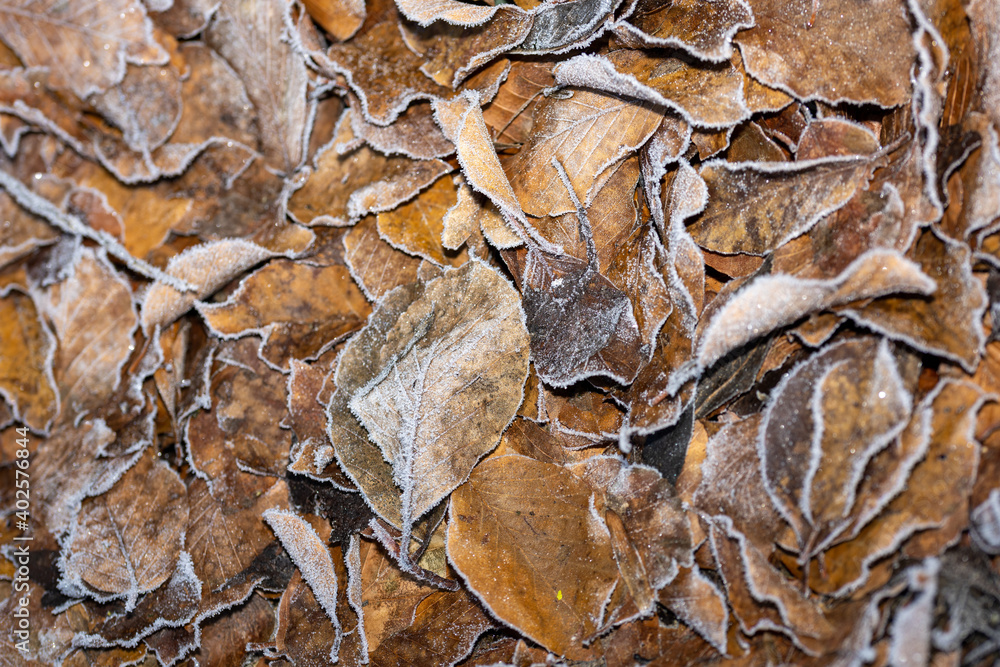Golden autumn leaves with frost. Golden autumn leaves with frost.