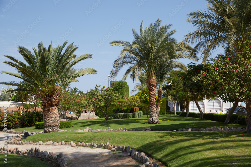 tropical park with palm trees and ornamental trees tropical park with palm trees and ornamental trees