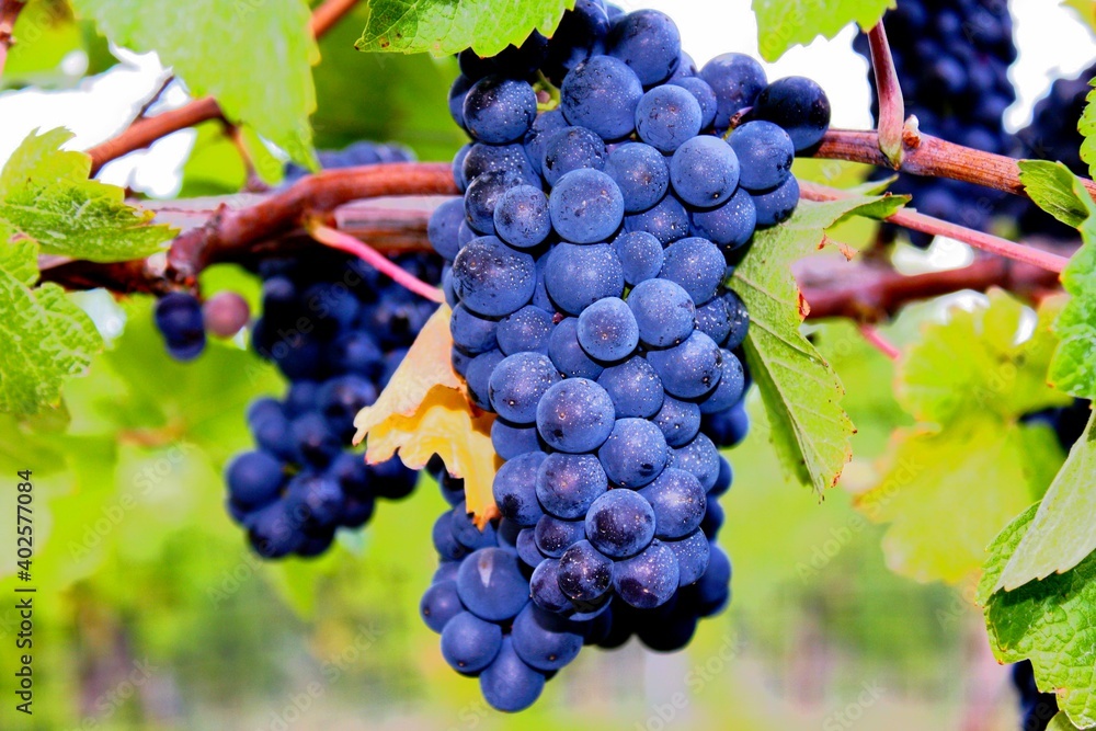 Bunch of grapes in vineyard