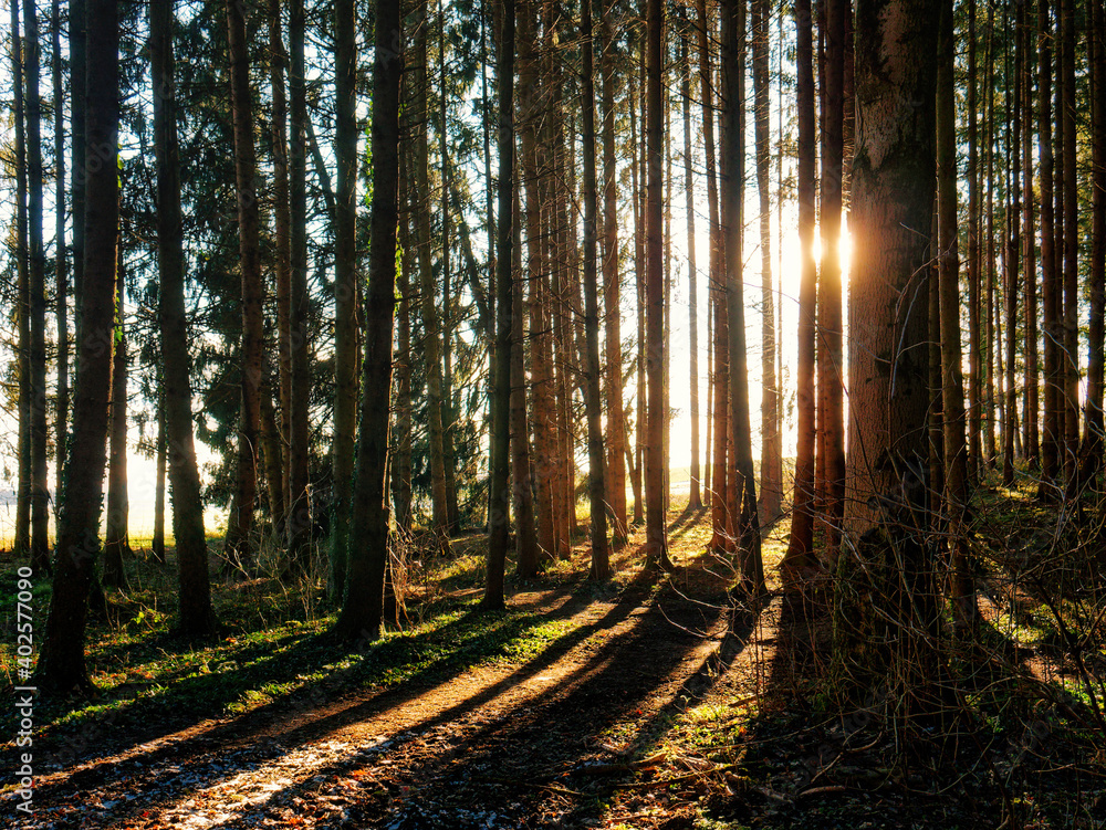 Fototapeta premium Fichtenwald im Winter, im Gegenlicht der tief stehenden Abendsonne. 