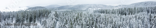 Panorama Schwarzwald Schnee Wald mit Tannen