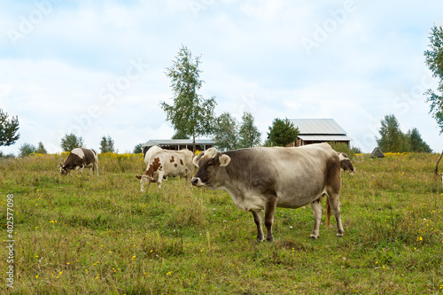 Cows graze in a green meadow.