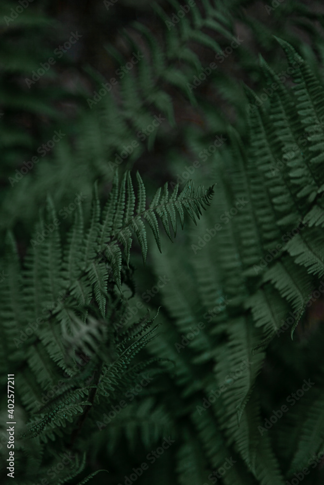 Fern leaves background. Green leaves of a bush. Free space. Green wild vegetation in nature for nature theme background design. Deciduous plant in nature. Green background Fern leaves background. Green leaves of a bush. Free space. Green wild vegetation in nature for nature theme background design. Deciduous plant in nature. Green background