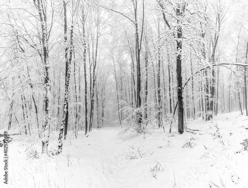 winter landscape in forest with white covered trees