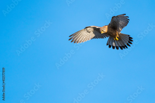 A Common Kestrel Preparing to Hunt Its Prey from a Fixed Spot