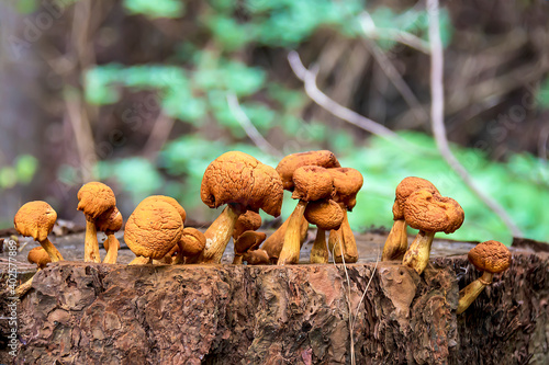 Mushrooms growing on the trunk of a tree in the forest. Tenerife, Canary Islands.