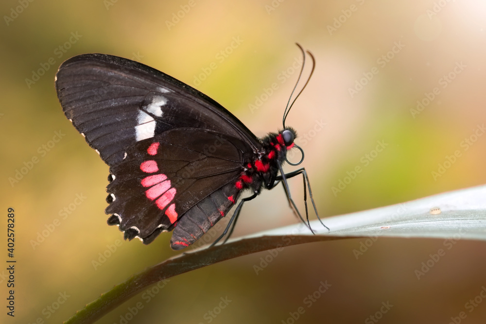 Fototapeta premium Macro shots, Beautiful nature scene. Closeup beautiful butterfly sitting on the flower in a summer garden.