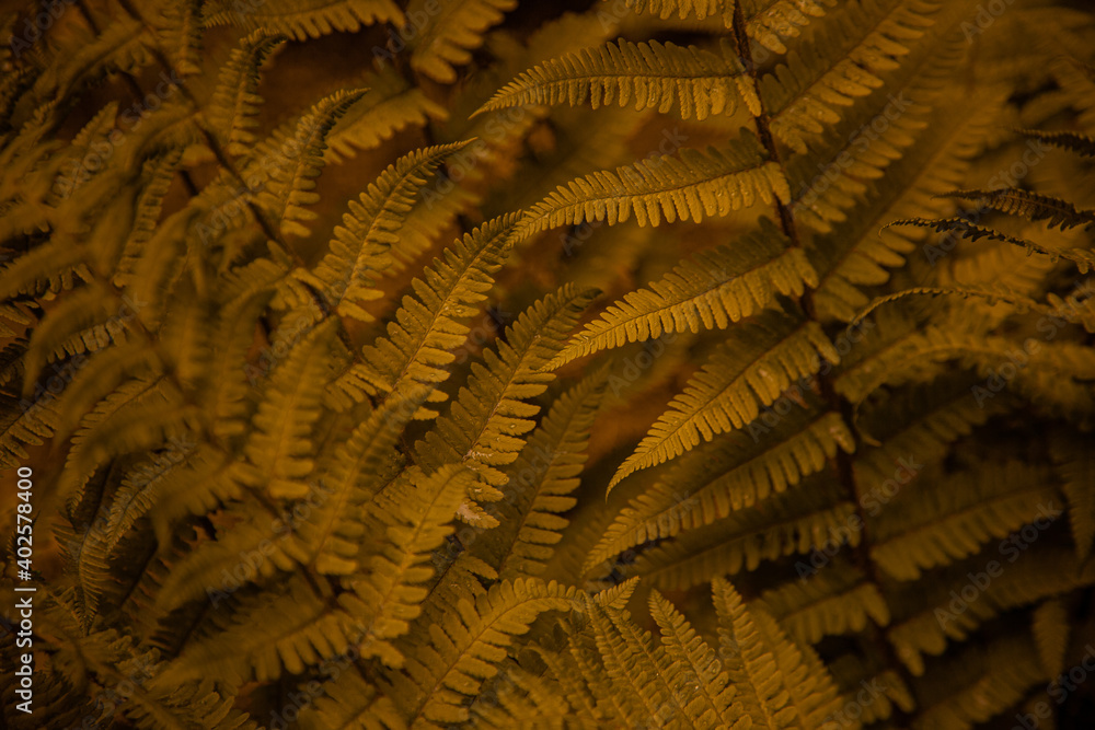 Fern leaves background. Leaves of a bush. Free space. Wild vegetation in nature for nature theme background design. Deciduous plant in nature. Green background Fern leaves background. Leaves of a bush. Free space. Wild vegetation in nature for nature theme background design. Deciduous plant in nature. Green background