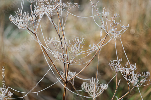 ice crystals sparkle on dead flowers crowns and spider web tightropes