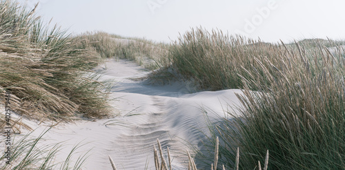 Fototapeta Naklejka Na Ścianę i Meble -  Dünengras am Strand