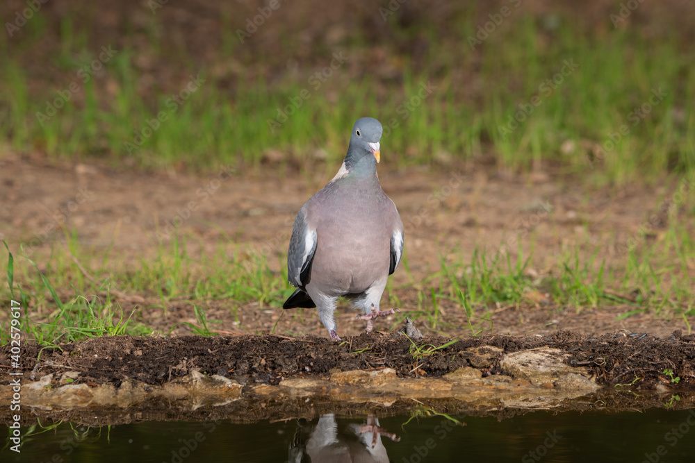 Obraz premium paloma torcaz