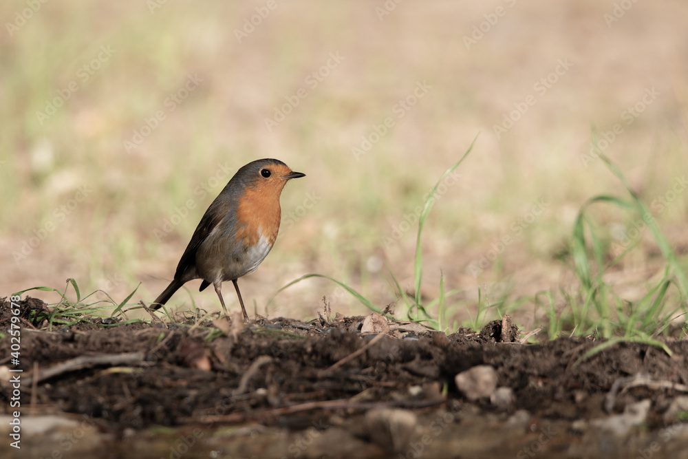 petirrojo europeo posado en el suelo del parque (Erithacus rubecula) petirrojo europeo posado en el suelo del parque (Erithacus rubecula)