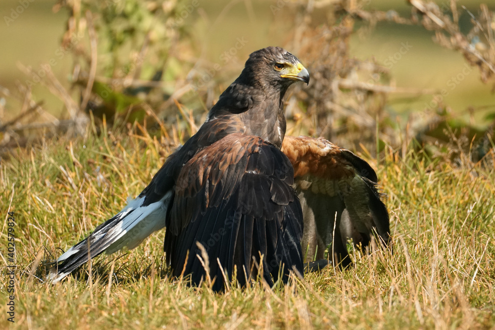 Wüstenbussard, auch harris hawk sitzt auf dem Boden in der Steppe mit ausgebreiteten Flügeln, Parabuteo unicinctus Wüstenbussard, auch harris hawk sitzt auf dem Boden in der Steppe mit ausgebreiteten Flügeln, Parabuteo unicinctus