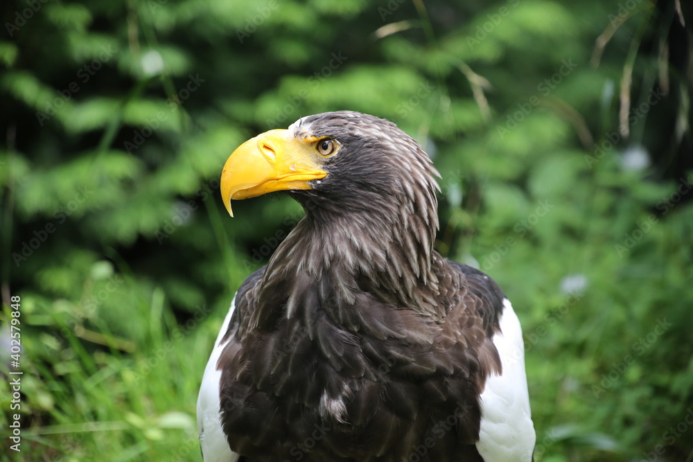 Fototapeta premium Riesenseeadler aus Russland vor grünem Hintergrund, Haliaeetus pelagicus