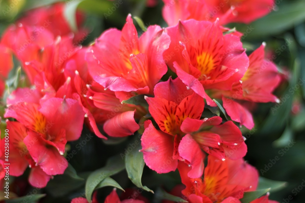Pink and Orange Lily of the Incas Blooming in Warm Toned Garden Pink and Orange Lily of the Incas Blooming in Warm Toned Garden