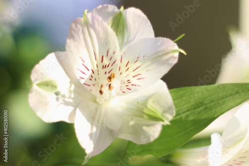 White Alstroemeria Lily of the Incas Plant Against Green Leaves Maco © Hope