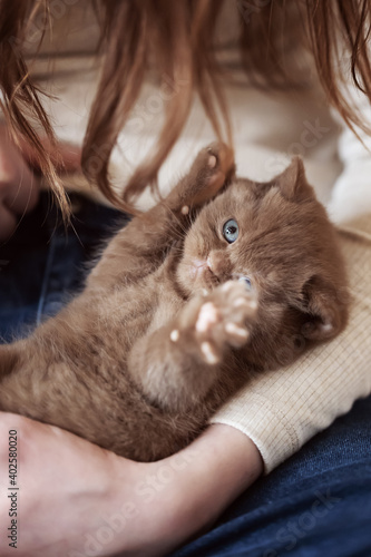 Süßes BKH Kitten in cinnamon am kuscheln und spielen auf dem Arm 
