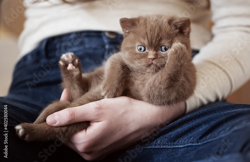 Süßes BKH Kitten in cinnamon am kuscheln und spielen auf dem Arm 