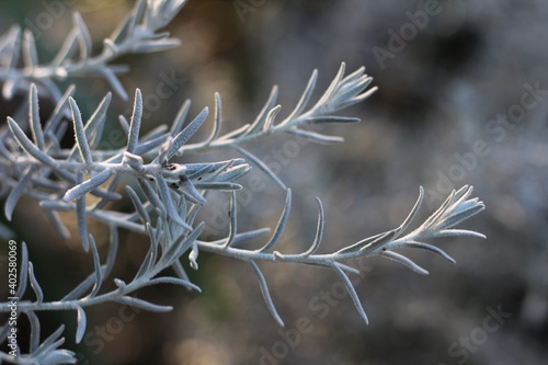 Gray White Spiky Shrub Plant in Garden Macro Cool Toned