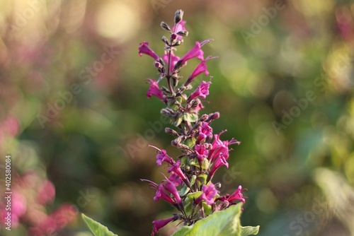 Purple Heath Plant Macro Blooming in Garden Warm Toned