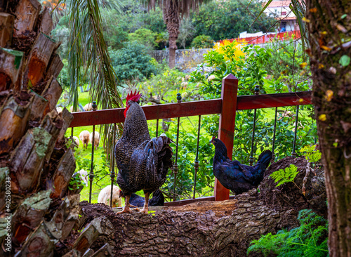 Gallo y gallina en el bosque