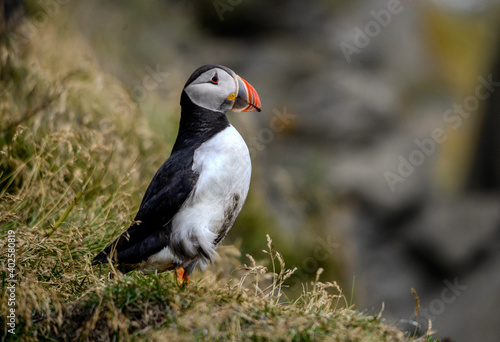 The Atlantic puffin, also known as the common puffin