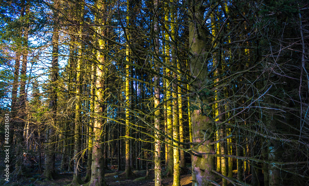 autumn trees in the forest autumn trees in the forest