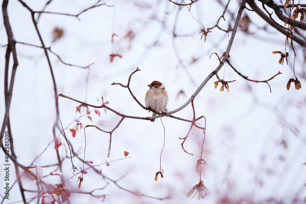 Beautiful background with small sparrow sitting on tree twig Beautiful background with small sparrow sitting on tree twig