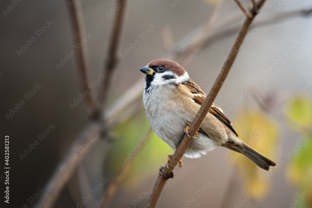 Fototapeta premium Brown sparrow sitting on tree branch
