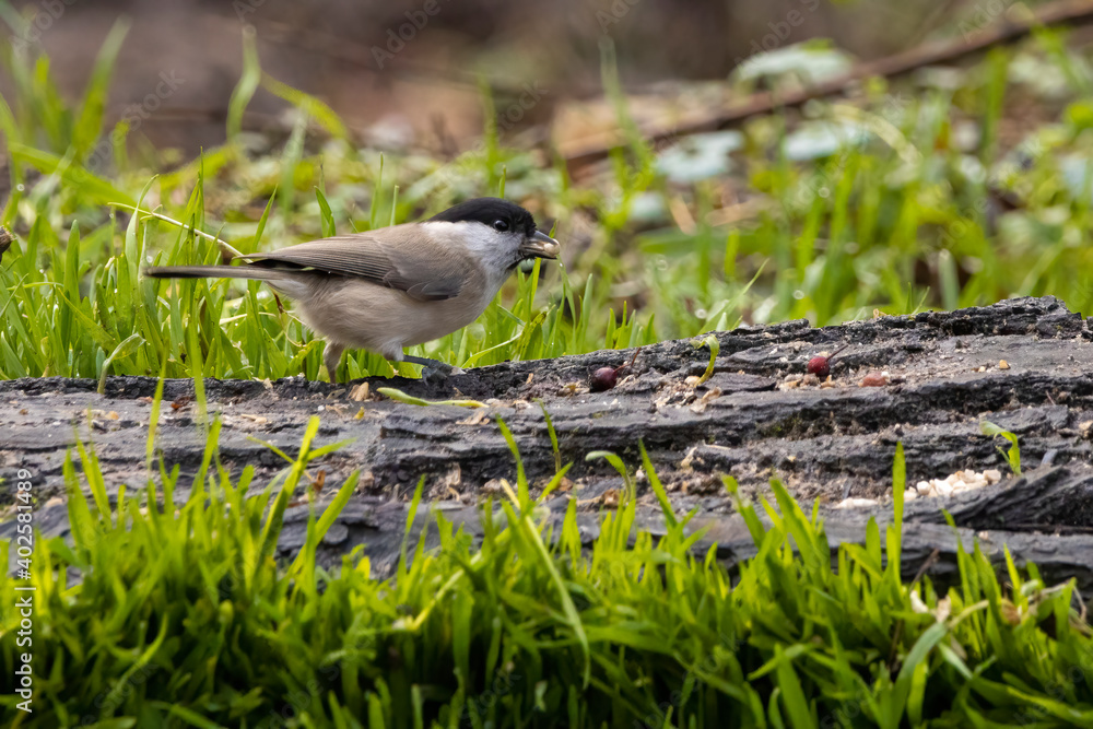 Obraz premium A chaffinch at a feeding place at the Mönchbruch pond in a natural reserve in Hesse Germany. Looking for food in winter time.