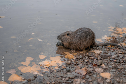 Nutria am Koblenzer Rhein photo