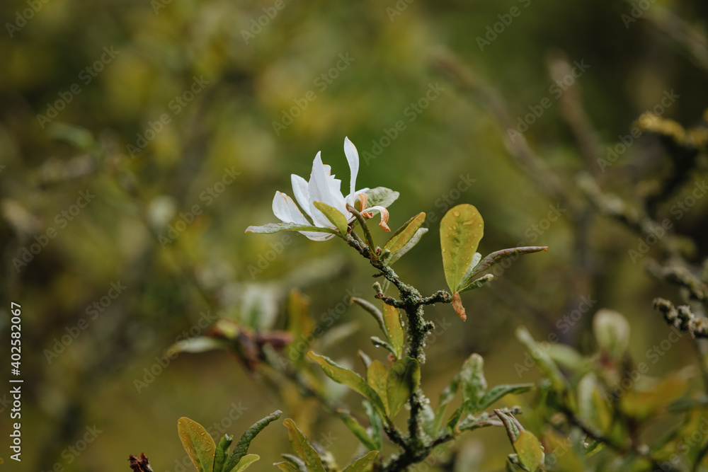Small white magnolia flower while it is raining Small white magnolia flower while it is raining