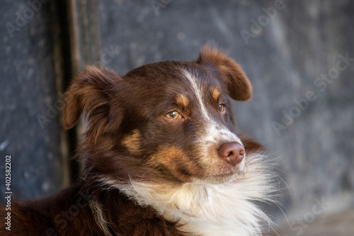 Portrait of brown dog. Dog is lying on sidewalk at gate of building. © Serhii