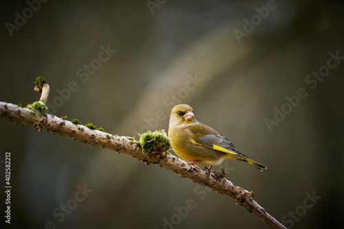 song bird European Greenfinch